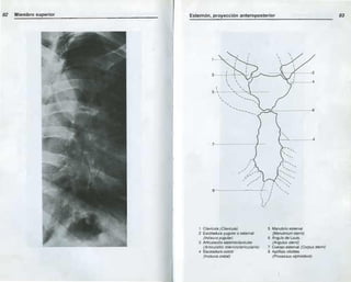 Anatomia radiologica | PDF