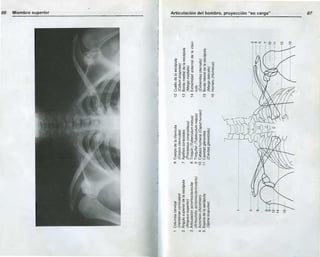 Anatomia radiologica | PDF