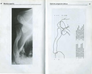 Anatomia radiologica | PDF