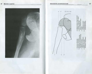 Anatomia radiologica | PDF