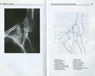 Anatomia radiologica | PDF