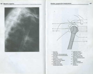 Anatomia radiologica | PDF
