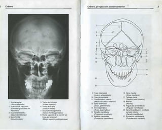 Anatomia radiologica | PDF