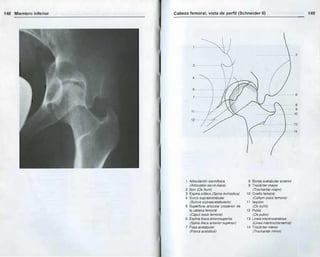 Romanulus Radiopaedia Anatomia radiologica | PDF