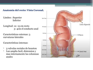 anatomia-recto-y-ano-mariangelly.pptxmmm | PPTX