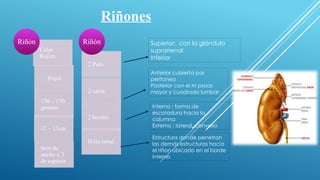 Comprehensive Renal Anatomy and Urinary System Overview for Medical ...