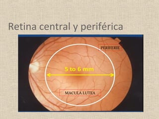 Retina central y periférica
                            PERIFERIE




             MACULA LUTEA
 