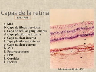 Capas de la retina
          EPR - RNS

 a. MLI
 b. Capa de fibras nerviosas
 c. Capa de células ganglionares
 d. Capa plexiforme interna
 e. Capa nuclear interna
 f. Capa plexiforme externa
 g. Capa nuclear externa
 h. MLE
 i. Fotorreceptores
 j. EPR
 k. Coroides
 l. Esclera

                                   Lab. Anatomia Ocular - INO
 