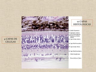 10 CAPAS
             HISTOLOGICAS




4 CAPAS DE
 CELULAS
 