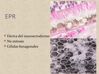 EPR

Deriva del neuroectodermo
No mitosis
Células hexagonales
 