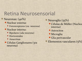 Retina Neurosensorial
Neuronas: (40%)                       Neuroglía (55%)
 Nuclear externa:
                                        Células de Müller (Nuclear
       Fotoreceptores (1ra neurona)      interna)
  Nuclear interna:                     Astrocitos
     Bipolares (2da neurona)           Microglia
     Horizontales
                                        Glia perivascular
     Amacrinas

  Células Ganglionares (3ra           Elementos vasculares (5%)
    neurona)
 