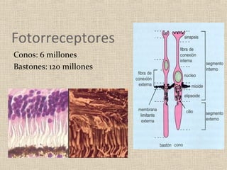 Fotorreceptores
Conos: 6 millones
Bastones: 120 millones
 