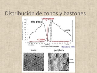 Distribución de conos y bastones
 