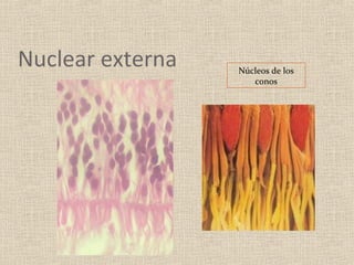 Nuclear externa   Núcleos de los
                     conos
 
