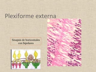 Plexiforme externa


  Sinapsis de horizontales
       con bipolares
 