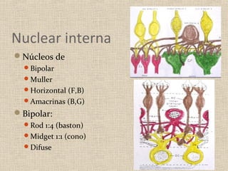 Nuclear interna
Núcleos de
  Bipolar
  Muller
  Horizontal (F,B)
  Amacrinas (B,G)
Bipolar:
  Rod 1:4 (baston)
  Midget 1:1 (cono)
  Difuse
 