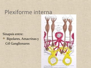 Plexiforme interna


Sinapsis entre:
 Bipolares, Amacrinas y
  Cél Ganglionares
 
