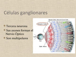 Células ganglionares

Tercera neurona
Sus axones forman el
 Nervio Óptico
Son multipolares
 