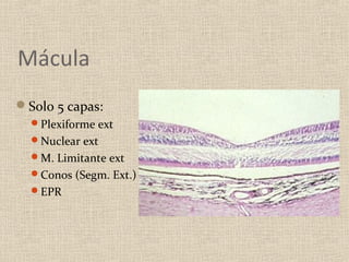 Mácula
Solo 5 capas:
  Plexiforme ext
  Nuclear ext
  M. Limitante ext
  Conos (Segm. Ext.)
  EPR
 
