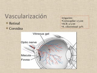 Vascularización   Irrigación:
                  •Coriocapilar: 1/3 ext
Retinal          •ACR: 2/3 int
                  •A. ciliorretinal: 30%
Coroidea
 