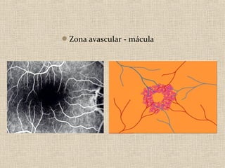 Zona avascular - mácula
 