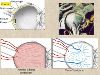 Arterias Ciliares   Venas Vorticosas
  posteriores
 