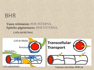 BHR
   Vasos retinianos: BHR INTERNA.
   Epitelio pigmentario: BHR EXTERNA.
          CAPILAR RETINAL


           Cell de Muller

                Pericitos
 Astrocitos




Cell endoteliales                  Uniones estrechas: BHR int
 