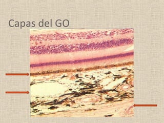 Capas del GO
 