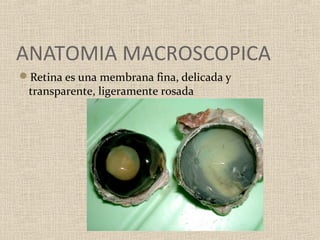 ANATOMIA MACROSCOPICA
Retina es una membrana fina, delicada y
 transparente, ligeramente rosada
 