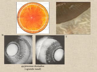 N
                            T




    49 procesos dentados:
       (+grande nasal)
 
