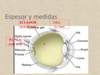 Espesor y medidas
      ECUADOR      ORA:
      :0.0.18 mm   0.1 mm


 PAPILA:
 0.56 mm
 