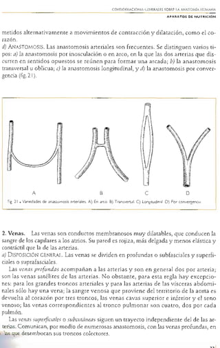 Anatomia rouviere tomo i (cabeza y cuello) | PDF