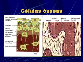 Células ósseas 