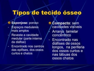 Tipos de tecido ósseo Esponjoso : poroso Espaços medulares mais amplos Reveste a cavidade medular (parte interna da diáfise) Encontrado nos centros das epífises, dos ossos curtos e chatos Compacto : sem cavidades visíveis Arranjo  lamelar concêntrico Encontrado nas diáfises de ossos longos,  na periferia dos ossos curtos e nas tábuas dos ossos chatos 