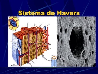 Sistema de Havers 