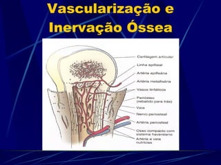 Vascularização e Inervação Óssea 