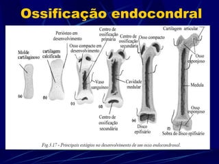 Ossificação endocondral 