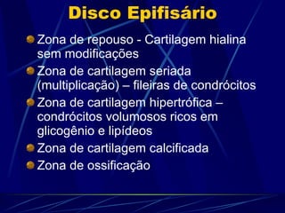 Disco Epifisário Zona de repouso - Cartilagem hialina sem modificações Zona de cartilagem seriada (multiplicação) – fileiras de condrócitos Zona de cartilagem hipertrófica – condrócitos volumosos ricos em glicogênio e lipídeos Zona de cartilagem calcificada  Zona de ossificação 