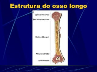 Estrutura do osso longo 