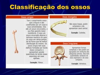 Classificação dos ossos 