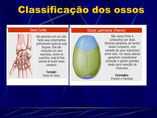 Classificação dos ossos 