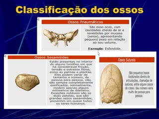 Classificação dos ossos 