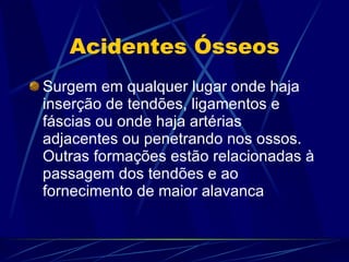 Acidentes Ósseos Surgem em qualquer lugar onde haja inserção de tendões, ligamentos e fáscias ou onde haja artérias adjacentes ou penetrando nos ossos. Outras formações estão relacionadas à passagem dos tendões e ao fornecimento de maior alavanca 