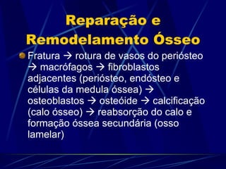 Reparação e Remodelamento Ósseo Fratura    rotura de vasos do periósteo    macrófagos    fibroblastos adjacentes (periósteo, endósteo e células da medula óssea)    osteoblastos    osteóide    calcificação (calo ósseo)    reabsorção do calo e formação óssea secundária (osso lamelar) 