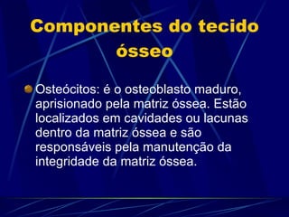 Componentes do tecido ósseo Osteócitos: é o osteoblasto maduro, aprisionado pela matriz óssea. Estão localizados em cavidades ou lacunas dentro da matriz óssea e são responsáveis pela manutenção da integridade da matriz óssea. 