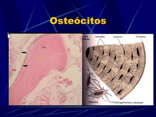 Osteócitos 