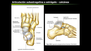 Articulación subastragalina o astrágalo - calcánea
 