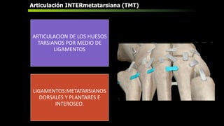 Articulación INTERmetatarsiana (TMT)
ARTICULACION DE LOS HUESOS
TARSIANOS POR MEDIO DE
LIGAMENTOS
LIGAMENTOS:METATARSIANOS
DORSALES Y PLANTARES E
INTEROSEO.
 