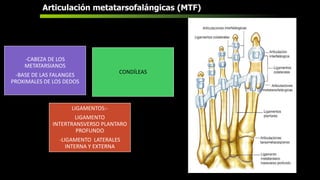 Articulación metatarsofalángicas (MTF)
-CABEZA DE LOS
METATARSIANOS
-BASE DE LAS FALANGES
PROXIMALES DE LOS DEDOS
CONDÍLEAS
LIGAMENTOS:-
LIGAMENTO
INTERTRANSVERSO PLANTARO
PROFUNDO
-LIGAMENTO LATERALES
INTERNA Y EXTERNA
 