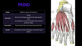 Origen Apófisis mayor del calcáneo
Inserción
ECDG
Base de la falange proximal del dedo gordo.
ECD
Los tendones se unen al tendón del musculo
extensor largo
Inervación Rama lateral del nervio peroneo profundo.
Acción Extienden primeras falanges inclinando hacia
afuera
 